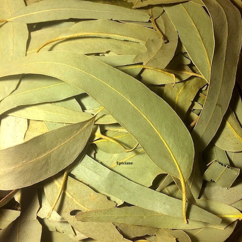 Eucalyptus - feuilles coupées